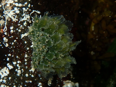 Polybranchia pallens