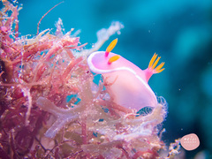 Hypselodoris variobranchia