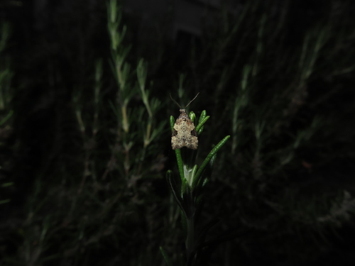 Triangular Anopina photo 4