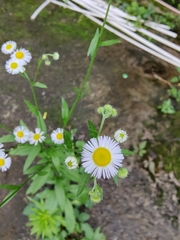 Erigeron annuus