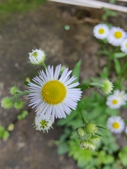 Erigeron annuus