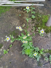 Erigeron annuus