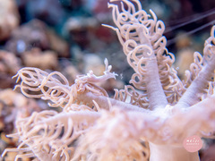 Trapania lemnalioides