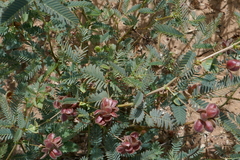 Neptunia dimorphantha