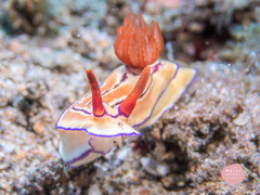 Hypselodoris emma