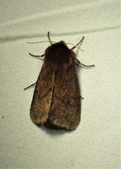 Phragmatobia assimilans