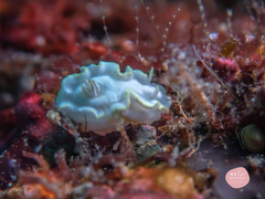 Glossodoris buko