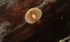 Pholiota multicingulata