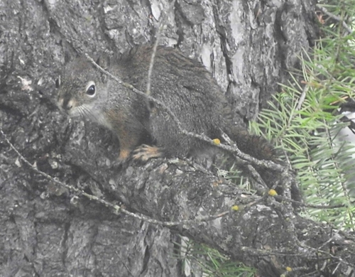 Columbia Pine Squirrel