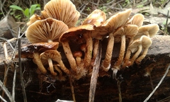 Pholiota multicingulata