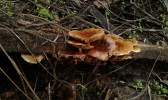 Pholiota multicingulata