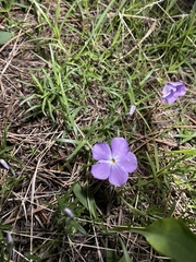 Phlox multiflora