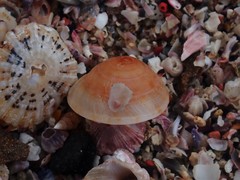 Adelphotectonica reevei