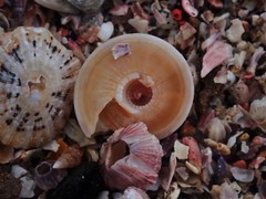 Adelphotectonica reevei