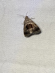 Tripudia rectangula