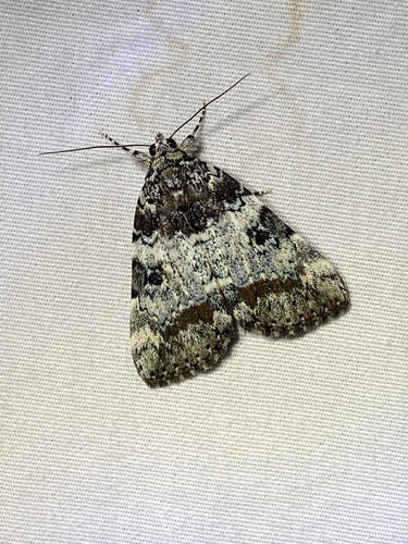 Connubial Underwing photo 5