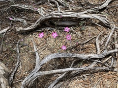 Gilia leptantha purpusii