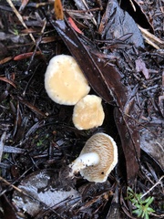 Hydnum crocidens