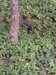 Acridotheres tristis