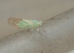 Pexopsylla cercocarpi