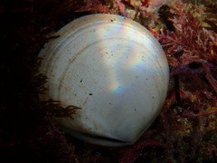 Pseudarcopagia decora