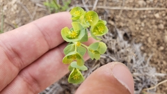 Euphorbia crenulata
