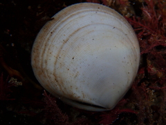 Pseudarcopagia decora