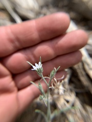 Eriastrum sparsiflorum
