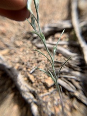 Eriastrum sparsiflorum
