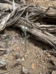 Eriastrum sparsiflorum