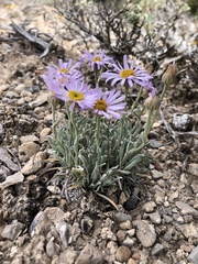 Erigeron argentatus