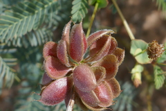 Neptunia dimorphantha