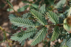 Neptunia dimorphantha