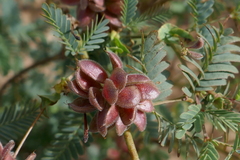 Neptunia dimorphantha