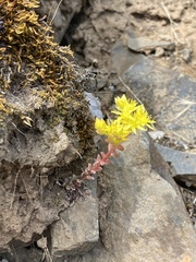 Sedum leibergii