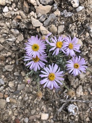 Erigeron argentatus