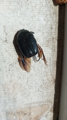Cotinis antonii