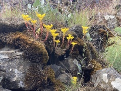 Sedum leibergii