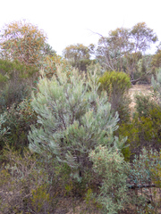 Grevillea cagiana