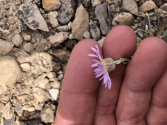 Erigeron argentatus