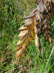 Tillandsia complanata