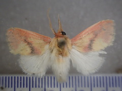 Comana miltochyta