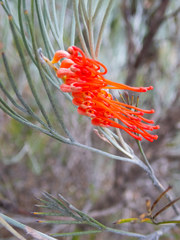 Grevillea cagiana
