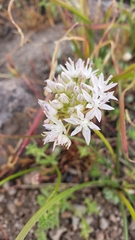 Allium lemmonii