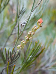 Grevillea cagiana