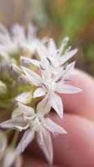 Allium lemmonii