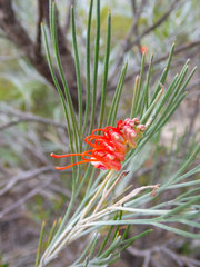 Grevillea cagiana