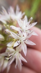 Allium lemmonii