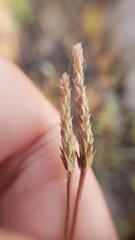 Myosurus apetalus montanus