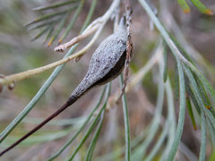 Grevillea cagiana